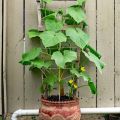 All Season Hybrid Cucumber Seeds 20 Piece - Shosa Seed- Vegetable Seed for garden.