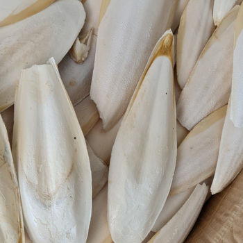 Natural%20Bird%20Cuttlefish%20Bone%20%7C%20High%20Calcium%20Food%20for%20Birds%20(100g)%20%7C%20%E0%A6%AA%E0%A6%BE%E0%A6%96%E0%A6%BF%E0%A6%B0%20%E0%A6%95%E0%A7%8D%E0%A6%AF%E0%A6%BE%E0%A6%B2%E0%A6%B8%E0%A6%BF%E0%A6%AF%E0%A6%BC%E0%A6%BE%E0%A6%AE%20%E0%A6%AB%E0%A7%81%E0%A6%A1%20%7C%20Lovebird,%20Budgie,%20Cockatiel%20Calcium%20Supplement%20-%20Image%203