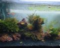 Aquarium Black Sand Decoration. 