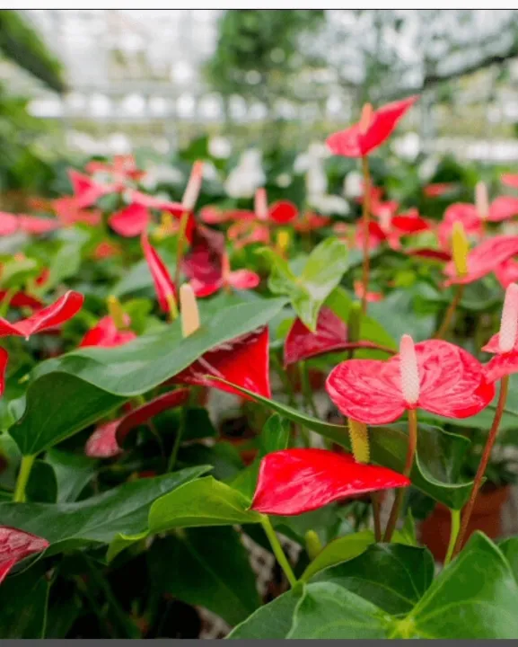 Anthurium%20Fertilizer%20200g%20pack%20NPK%20all%20in%20one%20-%20Image%205