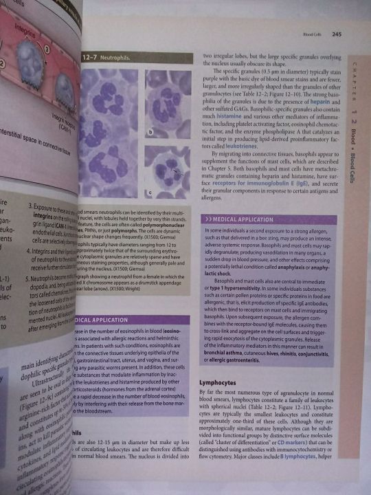 JUNQUEIRAS%20BASIC%20HISTOLOGY%20TEXT%20AND%20ATLAS%2015TH%20EDITION%20BY%20ANTHONY%20L.%20MESCHER%20-%20Image%203
