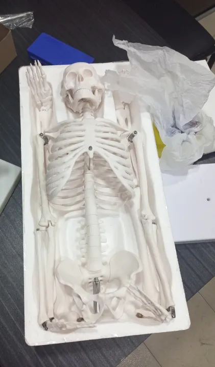 Artificial%20Human%20Skeleton%20model%20%2085Cm%20-%20Image%202