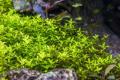 Aqua Plant World - Pearl Weed (Hemianthus Micranthemoides) - Live Aquatic Fast Growing Plant - 10 stems. 