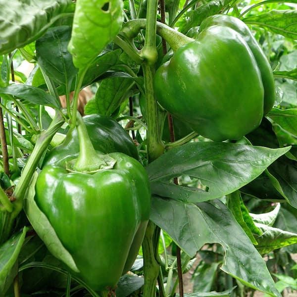 F1%20hybrid%20Shimla%20mirch%20/%20capsicum/%20bell%20peppers%20seeds%20in%20red%20,%20green%20,%20yellow%20and%20purple%20-%20Image%207