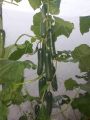 Vegetable Net Fruits and Vegetables Net and support-Nylon Trellis and crop Net for Climbing plants and vegetables -8feet *220 feet. 