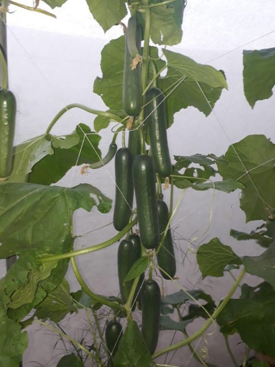 Vegetable Net Fruits and Vegetables Net and support-Nylon Trellis and crop Net for Climbing plants and vegetables -8feet *220 feet