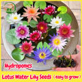 Fast delivery! Mini lotus water lily seeds, mini lotus water lily seeds hydroponic flower seed, flower seed, flower varieties, Japanese dwarf lotus flower, auspicious lotus, dwarf Lotus, air purification plant, cheap color bonsai, beautiful color bonsa.... 