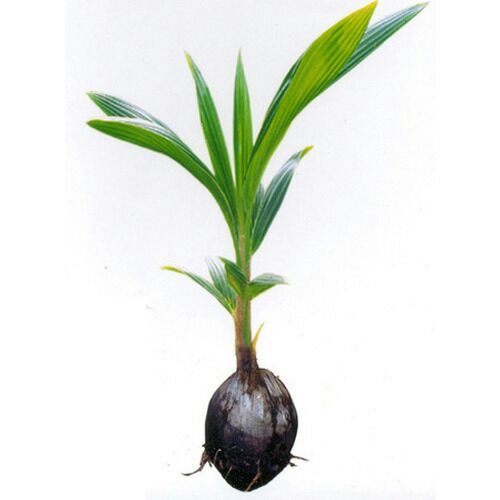 Coconut%20plant%20/%20%E0%B6%B4%E0%B7%9C%E0%B6%BD%E0%B7%8A%20%E0%B6%B4%E0%B7%90%E0%B6%BD%20(%203%20Years%20)%20-%20Image%205