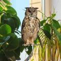 Hanging Bird Repellent Owl Bell Pendant Pastoral Orchard Bird Rustic Style Pendant Courtyard Decoration Bird repelling bell. 