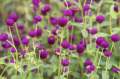 Flower Seeds Of Makhamali - Gomphrena Seeds For Garden And Balcony 50+. 