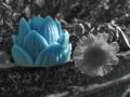 Fresh Handmade Water Lily / Lotus Flower Candle / Mombati - Perfect Gift For Anyone - Candles For Home Decoration. 