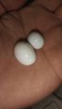 Real opal stone. 