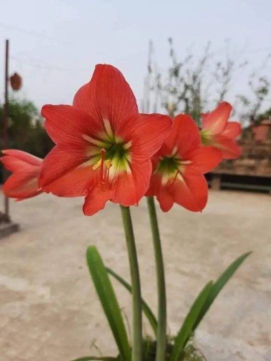 Amaryllis lily red singel petal 1 matured blub