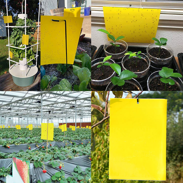 Fly%20Paper%20Stickers%20for%20Indoor%20House%20Plant,%20Fungus%20Killer%20Trap%20Gnat%20Catcher,%20Yellow%20Double%20Side%20Sticky%20Trap%20for%20Gnat,%20Fruit%20Fly,%20-%20Image%206