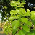 (Pack of 3) Sukh chain tree seeds, indian beach, Pongamia Pinnata. 