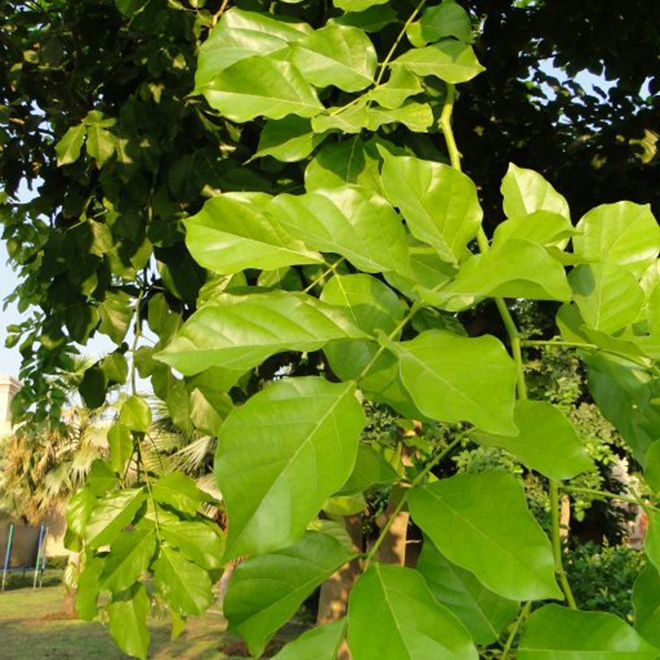 (Pack%20of%203)%20Sukh%20chain%20tree%20seeds,%20indian%20beach,%20Pongamia%20Pinnata%20-%20Image%205