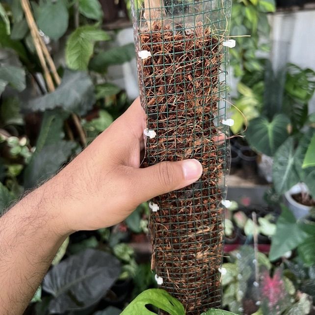 Pack%20of%204%20Transparent%20Aroid%20pole%20(1%20Feet%20size%20)%20%7C%20Plant%20Vertical%20support%20poles%20%7C%20Clear%20Aroid%20Poles%20for%20Sphagnum%20Moss%20-%20Image%202