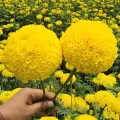 Yellow big Marigold📌Super ball🎯Cheapest 19G.🎯Yellow big marigold seeds 5-50 seeds🎈Easy planting🌼Big round flower. 