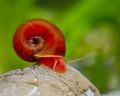 12 live Ramshorn snails for aquarium decoration and cleaning. 