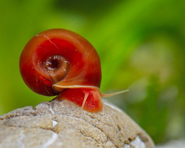 12 live Ramshorn snails for aquarium decoration and cleaning