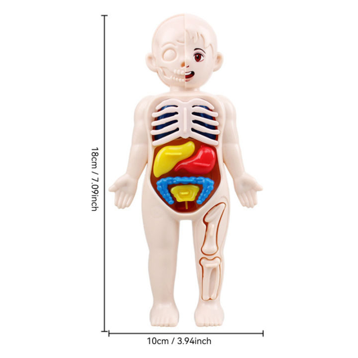Human Anatomy Model for Kids, DIY 3D Body Puzzle with Skeleton Organs ...