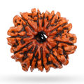 11 Mukhi Rudraksha Original/11 face rudraksha Original. 