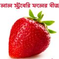 Red Strawberry seed 15 pcs & Red Dragon seed 15 pcs. (Repack & Gift- 4 items.). 