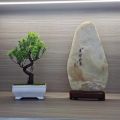 Garden Arrangement Ornaments Plastic Plants Bonsai Small Tree Pot Fake Plant Potted Flower Home Room Table Decoration. 