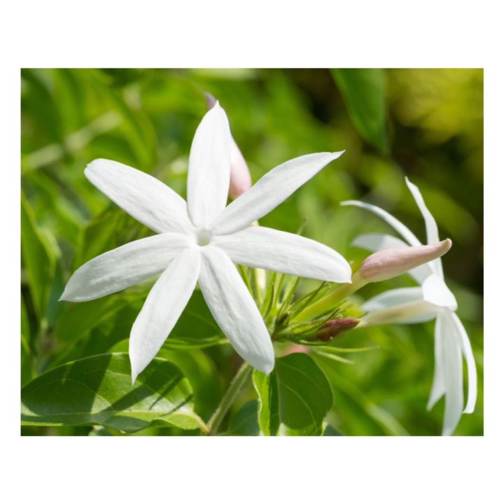Six%20Varieties%20of%20Jasmine%20Plants%20Collection:%20A%20Symphony%20of%20Fragrance%20and%20Beauty%20-%20Image%205