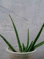 Aloe vera plant. 