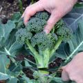 Fast delivery! Easy to grow all over Thailand 100% PCs broccoli seeds for sale vegetable seeds healthy and high nutrition vegetable seeds plant air purification plants. 