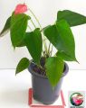 Natural Anthurium Plants - Lady Jane Anthurium Variant. 