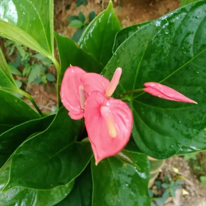 Pink%20anthurium%20-%20Image%204