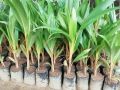Coconut plant / පොල් පැල ( 3 Years ). 