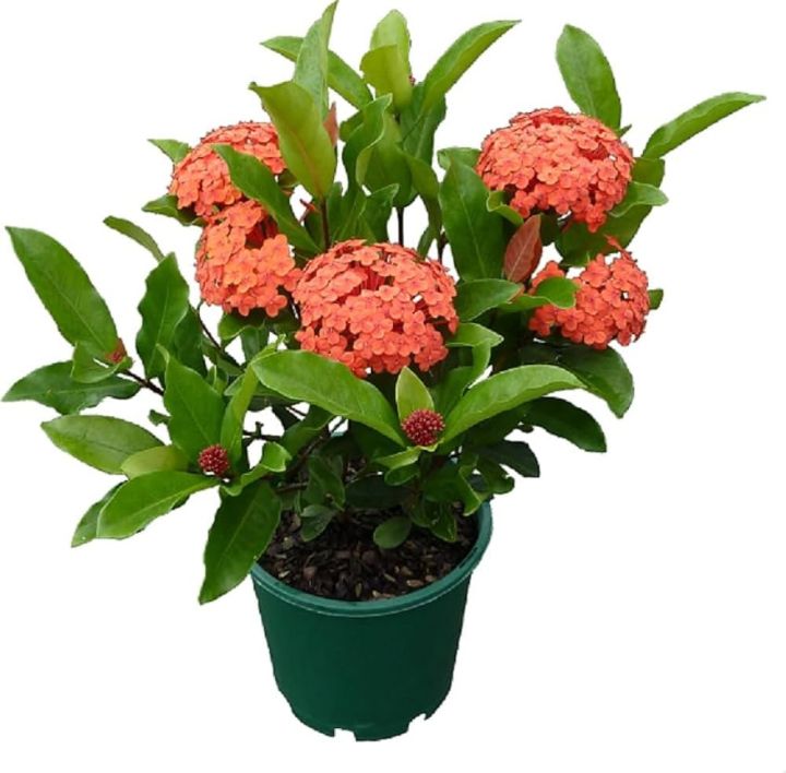 රත්මල් Jungle Geranium Plant - Add Tropical Splendor to Your Garden