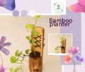 bamboo planter. 