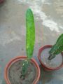 cactus live plant. 
