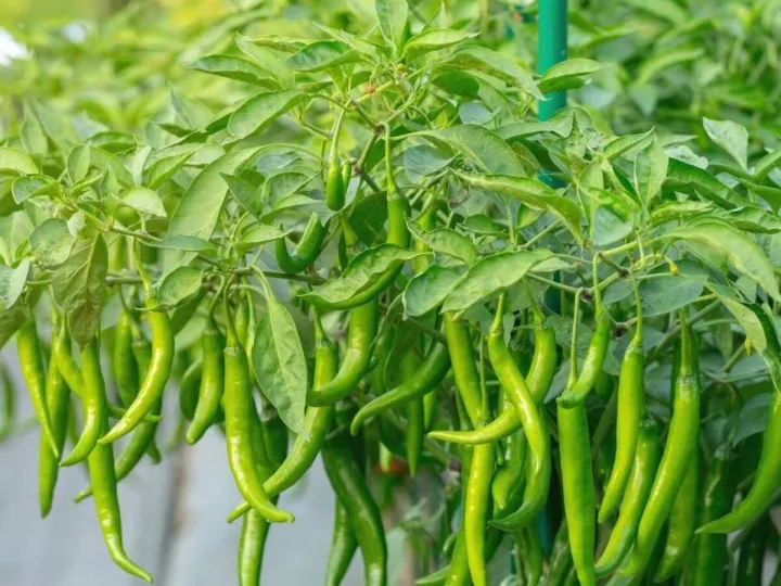 vegetables%20seeds%20package%20%7C%20hybrid%20seeds%20%7C%20%E0%B6%91%E0%B6%BD%E0%B7%80%E0%B7%85%E0%B7%94%20%E0%B6%B6%E0%B7%93%E0%B6%A2%20%7C%20%E0%B6%9C%E0%B7%99%E0%B7%80%E0%B6%AD%E0%B7%94%20%E0%B6%B6%E0%B7%93%E0%B6%A2%20-%20Image%203