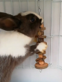 1pc-Simple wooden  wood chew toy rabbit, chew stick, round wood teeth grinding rope, small pet toy. 