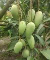 Baro mashi katimon aam gach 1ps shah agro farm garden plants all season katimon mango tree 1ps. 