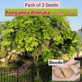 (Pack of 3) Sukh chain tree seeds, indian beach, Pongamia Pinnata. 