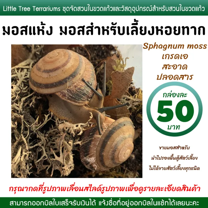 Snail%20Farming%20Moss,%20Dried%20Moss,%20Sphagnum%20Moss,%2050%20Baht%20Per%20Box.%20-%20Image%202