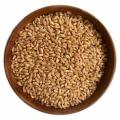 Wheat Grain A+ Export Quality Wheat Seeds Gandom 1KG. 