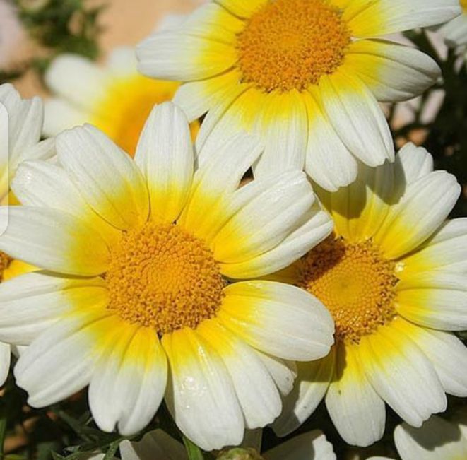 Crown daisy, White daisy, Winter flower, White daisy seeds, Crown daisy seeds, beautiful winter flower seeds
