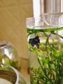 Glass cylinder for betta fish , mini plant terrarium, fish bowl / aquarium / Fish tank /cylinder. 
