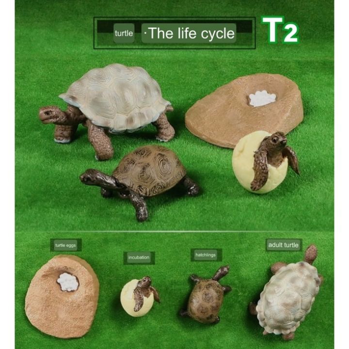 Model%20life%20cycle%20animal%20aquatic%20life%20cycle%20-%20Image%207