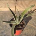 Rare Succulent Gasteria Tukhelensis Seedlings- 1Pc.