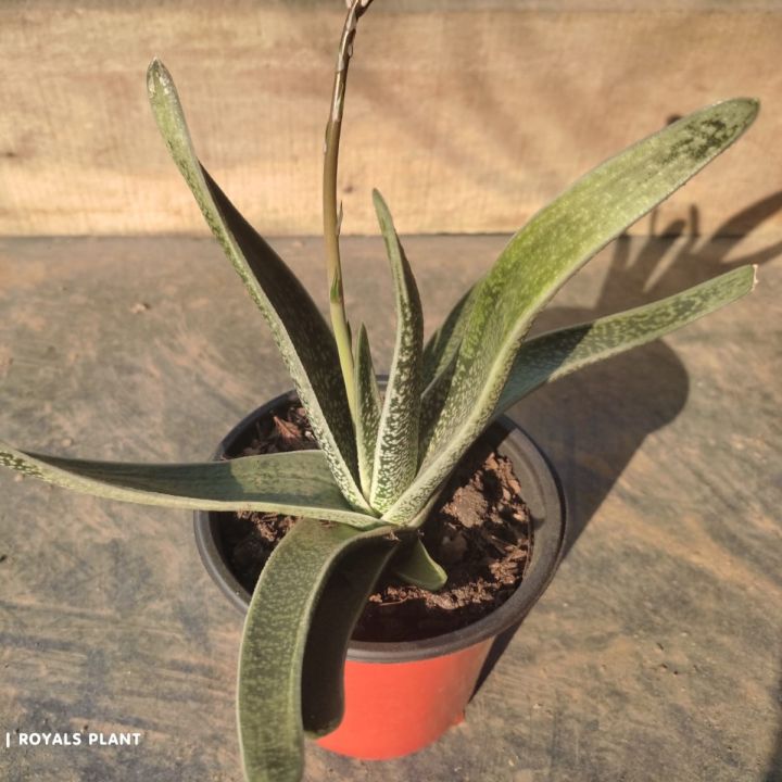 Rare%20Succulent%20Gasteria%20Tukhelensis%20Seedlings-%201Pc%20-%20Image%204