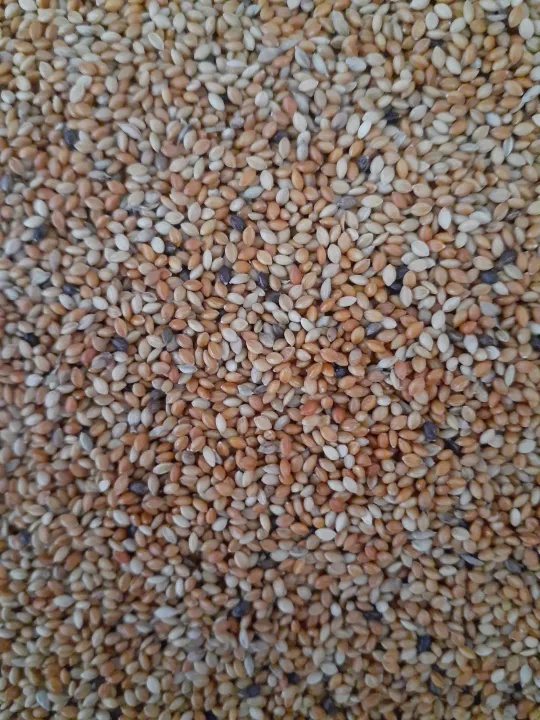 Unpolished%20Foxtail%20Millet%20For%20Birds%20-%201Kg%20(Thana%20hal%20%7C%20Thinai)%20-%20Image%203