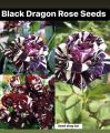 Black Dragon Rare Rose seeds-30pcs. 